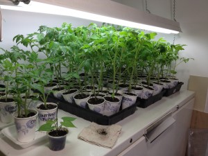 Fluorescent lights can be raised and lowered on a simple chain, like I do for tomato seedlings