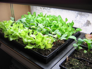 Lettuce and radishes happily growing inside