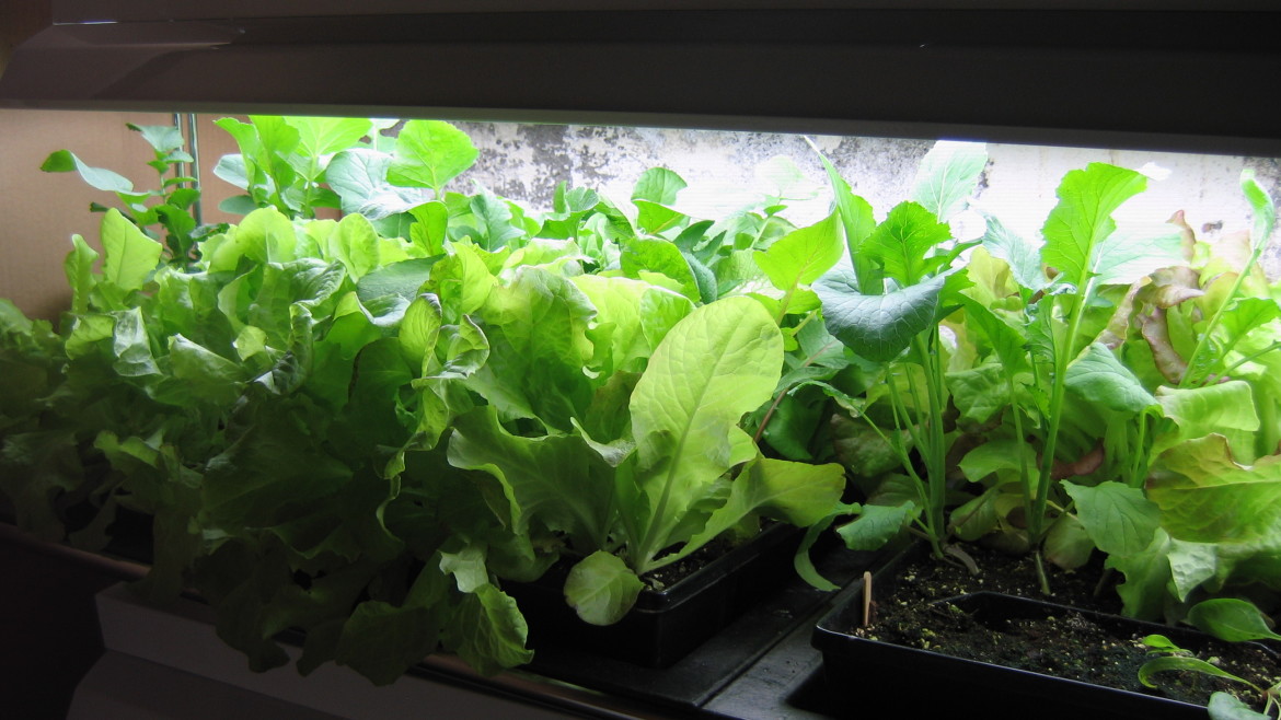 Growing a Winter Indoor Salad Garden The Basics Growing North