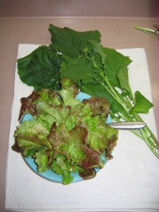 Selection of leaf lettuce and Broccoli Raab