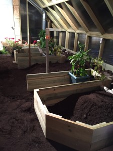 Raised beds in process. Summer peppers already moved in for protection