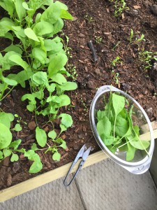 Harvesting Arugula - Christmas Day, 2014