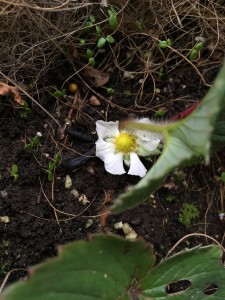 Really? Flowering? On Christmas Day?