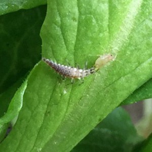 Green lacewing larvae, eating aphid