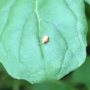 Aphid mummy, waiting to hatch