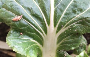 Bio-controls: Lacewing, wasp and mummified aphid