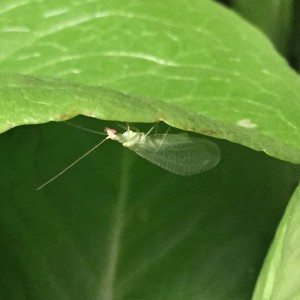 Green lacewing adult hiding on the lettuce