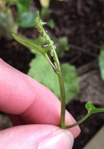 Aphids on the tender end of an ornamental vine