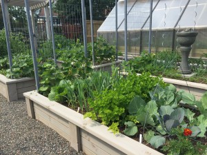 Square foot gardens coming along nicely after one month.