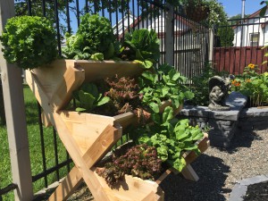 A square-foot salad garden in a tiered garden planter from Cedarcraft.com