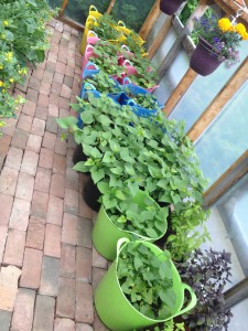 Sweet potatoes growing in buckets, early summer