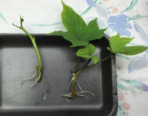 Roots growing on slips from sweet potato vines
