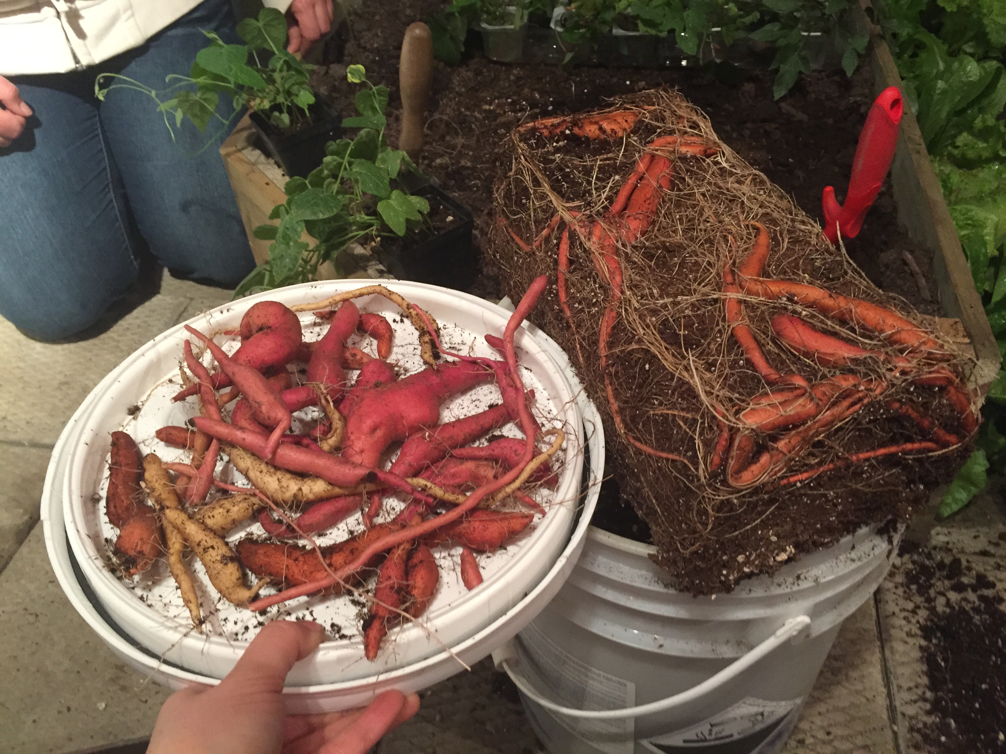 Overwintering Sweet Potato Vines for Next Season – Growing North