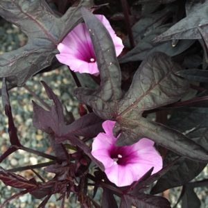 Ipomoea flowers, ornamental variety