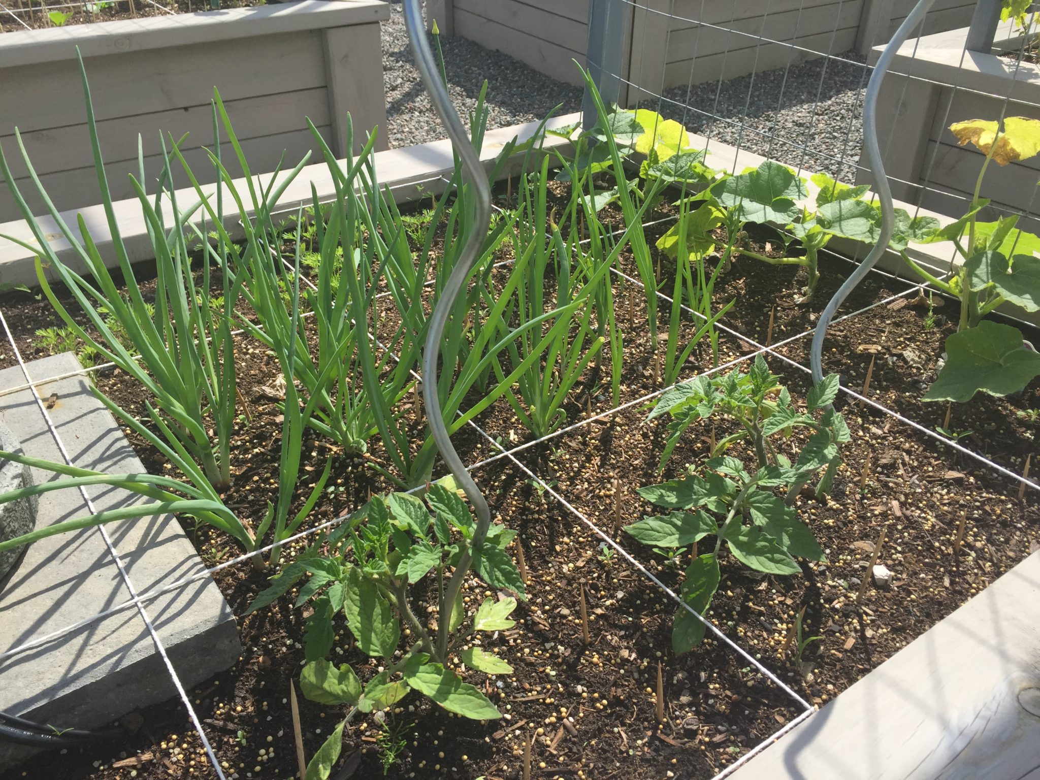 Trying Square Foot Gardening – My first season in review – Growing North