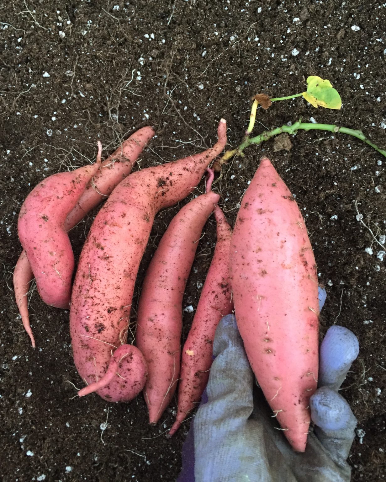 Growing Sweet Potatoes in the North Growing North