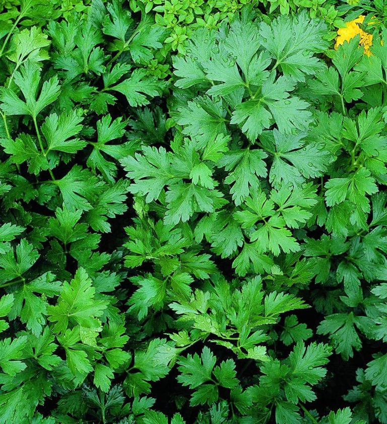 Parsley – Italian (Flat Leaf) – Growing North