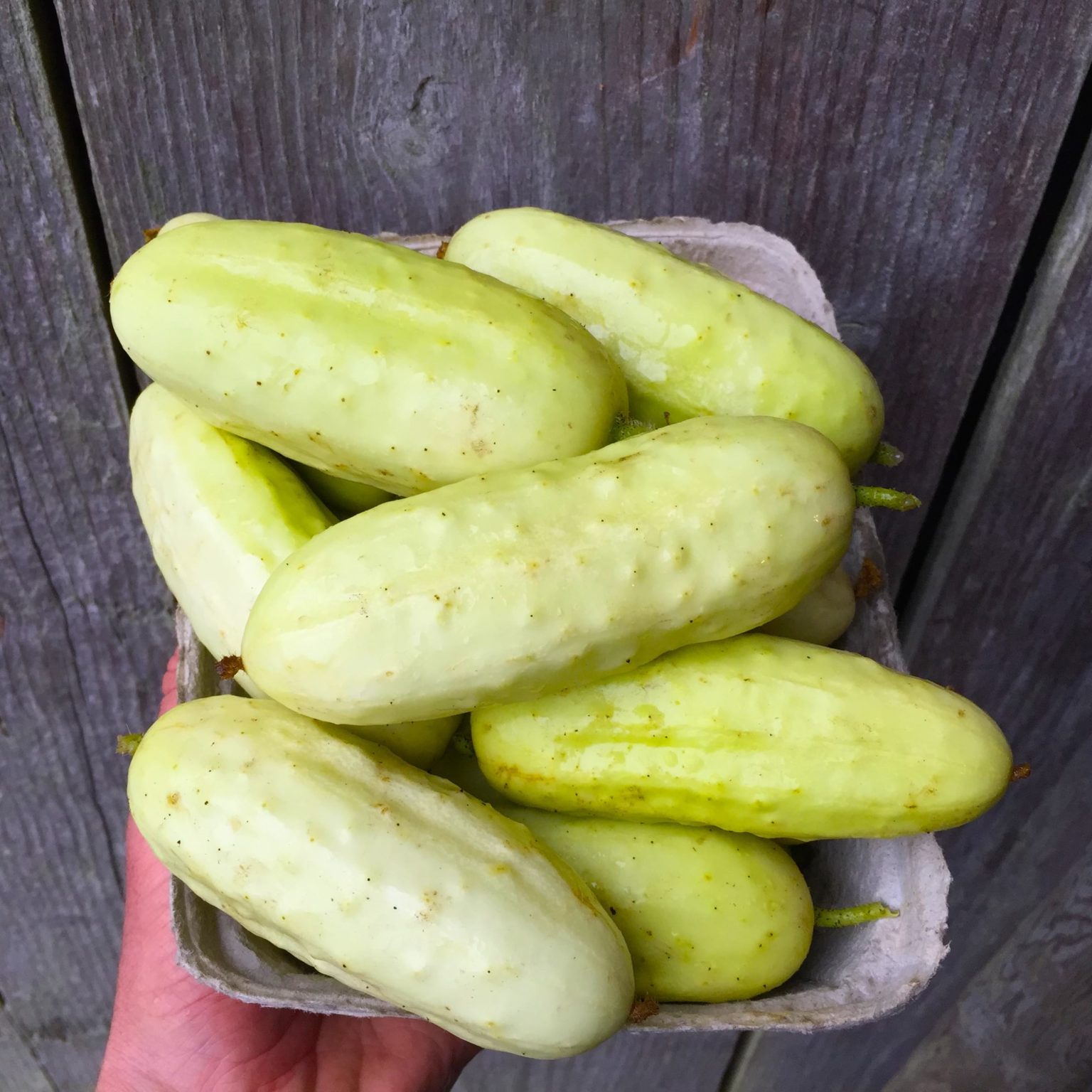 Cucumber Salt and Pepper (Pickling) (F1) Growing North