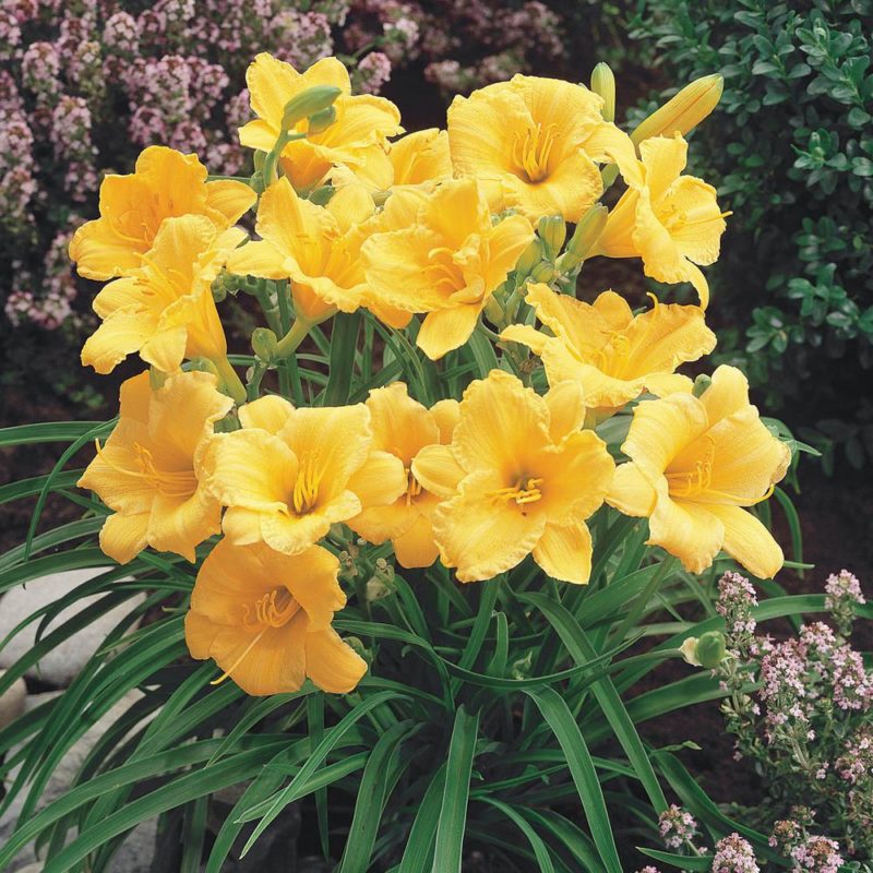 Daylily – Stella de Oro – Growing North