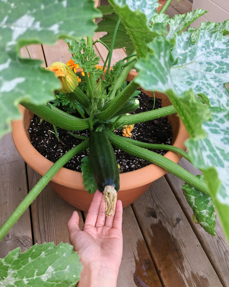 Squash Astia Container Zucchini Growing North
