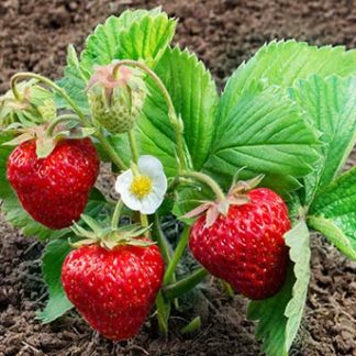 Strawberries - Red EverBearing (Single Plant)