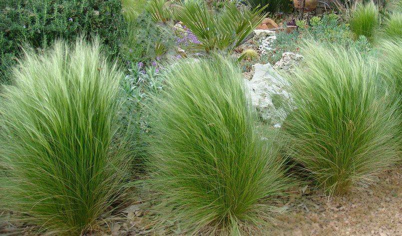 Grass – Angel Hair (Mexican Feather Grass) – Growing North
