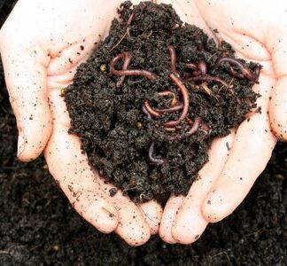 Vermicomposting Starter Colony - Red Wigglers