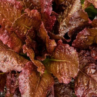 Lettuce - Solar Flare - 4pk prestarts