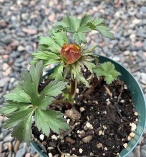 Trollius Globe Flower - Orange Perennial - Young