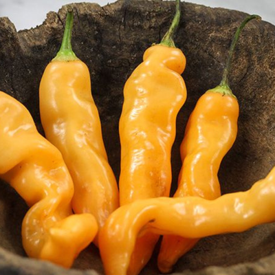 Hot Pepper - Sugar Rush Peach