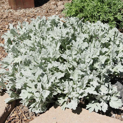 (small) Wormwood (Artemisia spp.) Perennial - Image 2