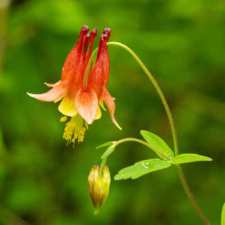 "Wild" Eastern Red Columbine, Aquilegia canadensis